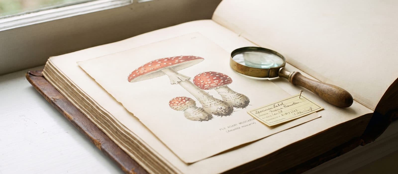 Illustration of fly agaric mushrooms in a vintage botanical folio