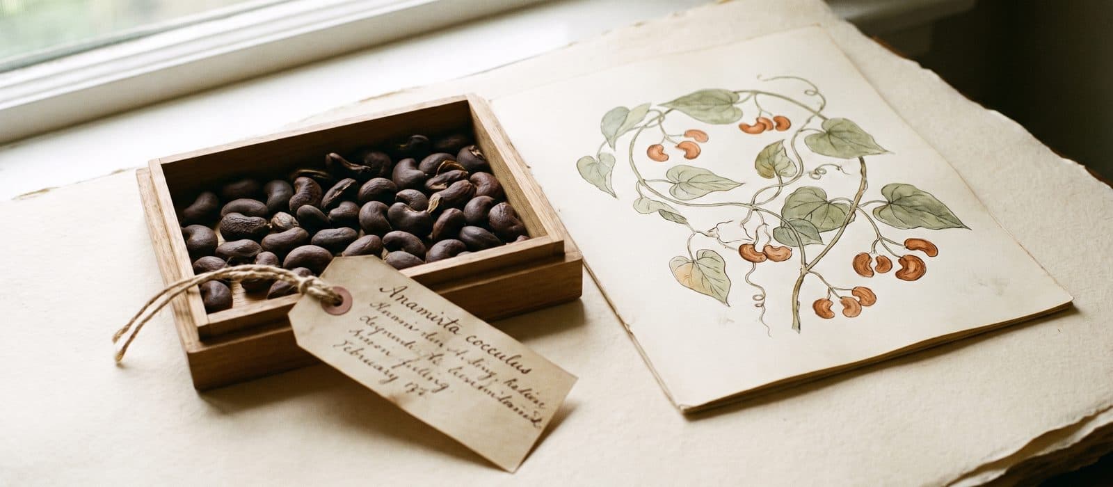 Small dark kidney-shaped Indian cockle berries in a specimen tray