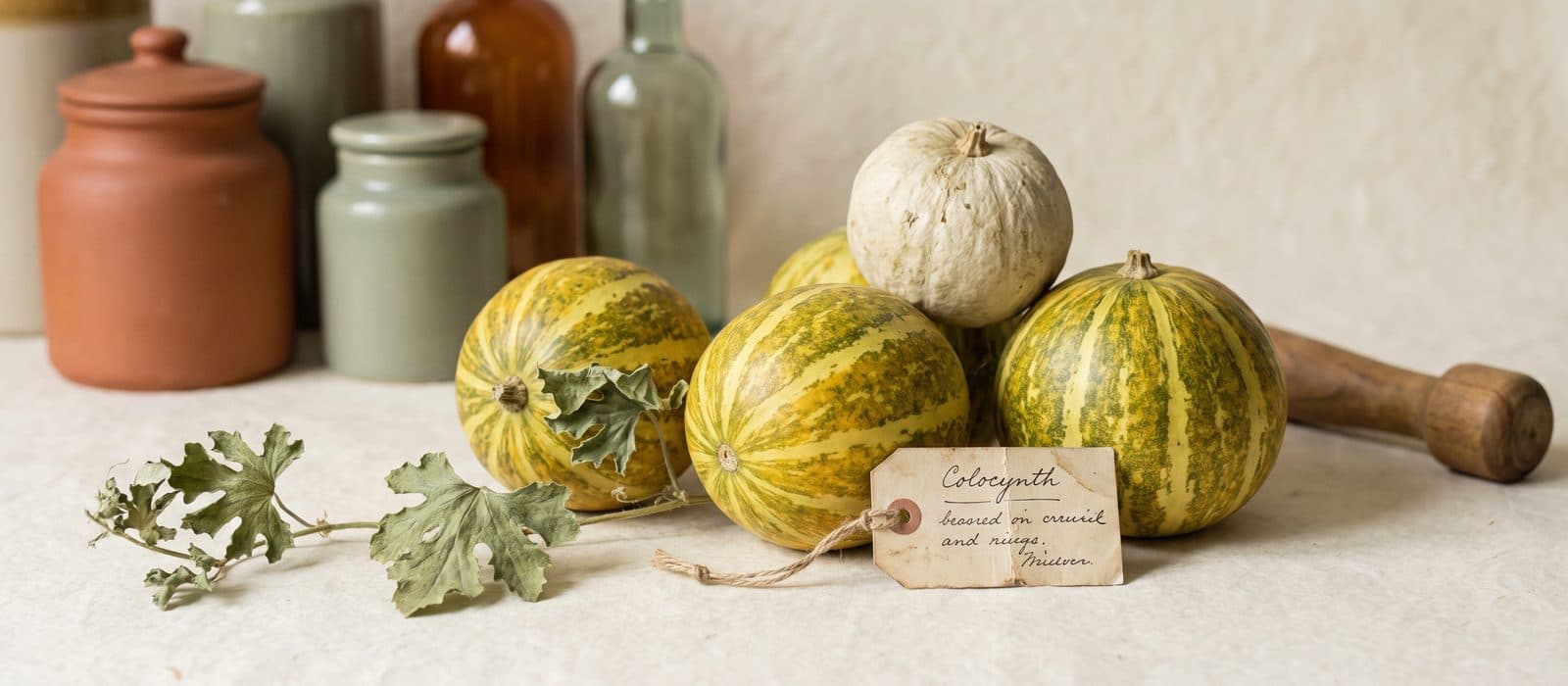 Round striped bitter apple gourds on cream paper