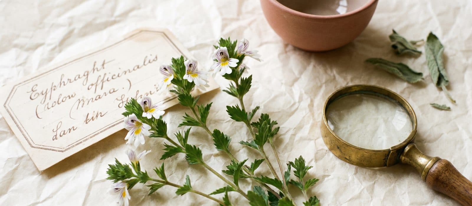 Tiny white eyebright flowers with purple veins on cream paper