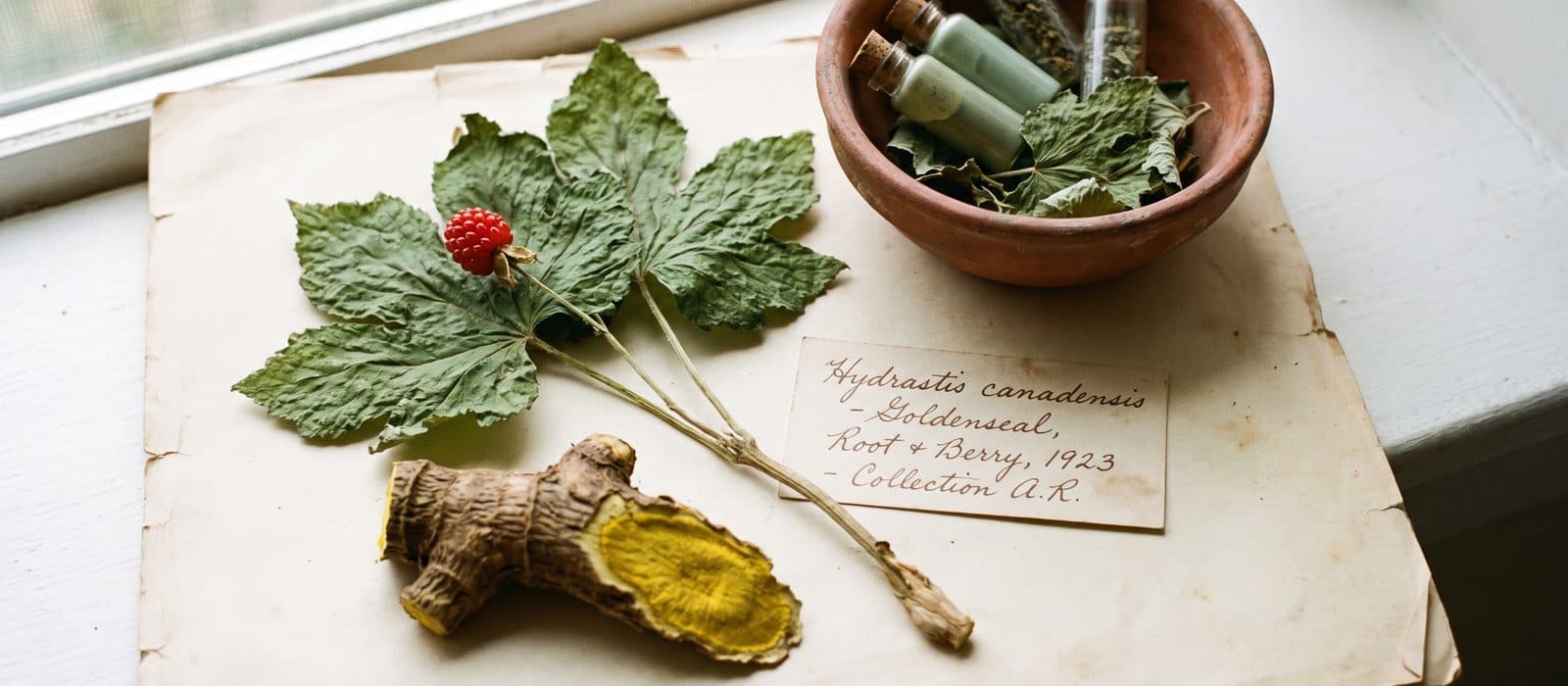 Goldenseal plant with a red berry and bright yellow cut root