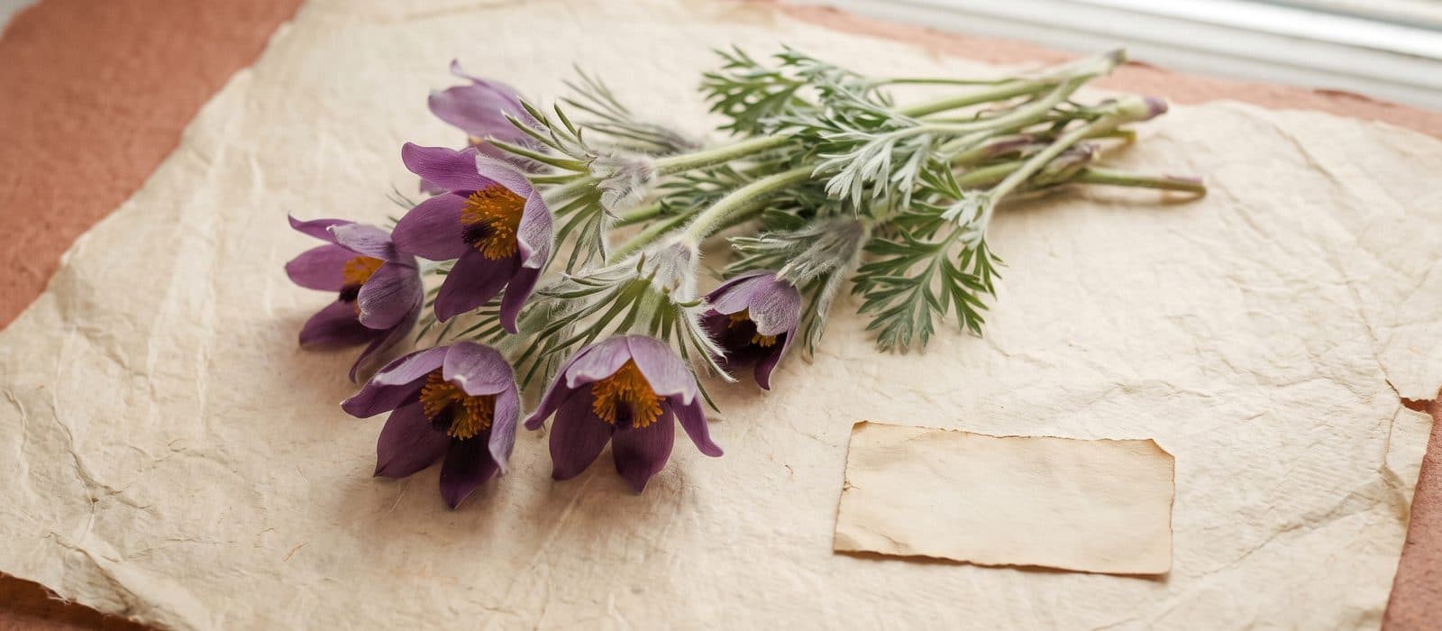 Purple pasque flowers with silky silver hairs on cream paper