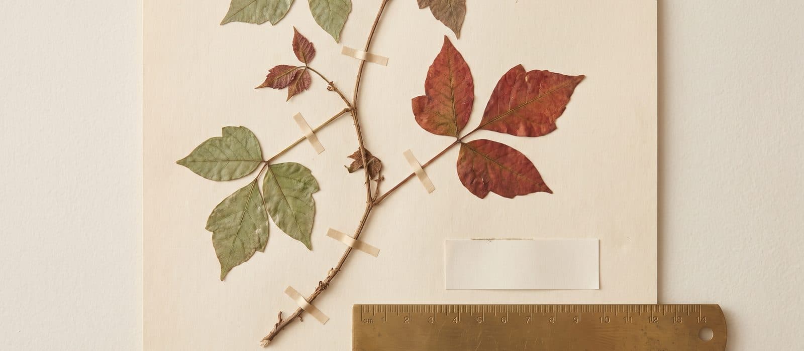 Pressed herbarium specimen of poison ivy with three glossy leaflets turning red