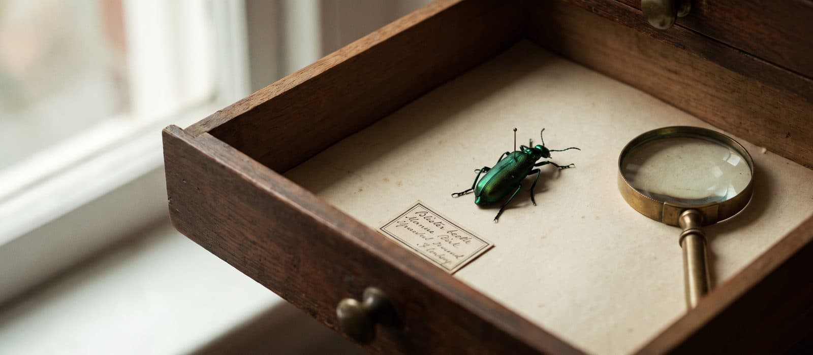 Antique entomology drawer with a single metallic green beetle specimen