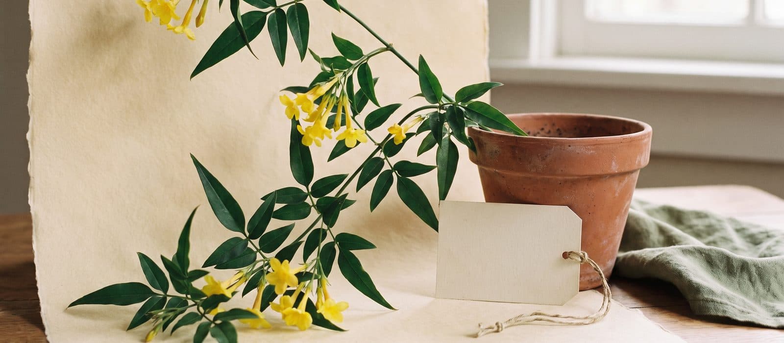 Yellow jessamine vine with trumpet-shaped yellow flowers on cream paper
