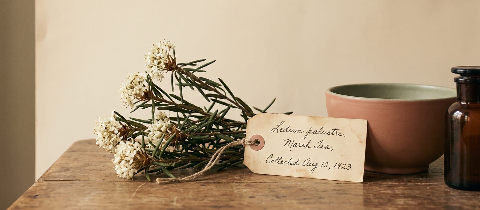 Marsh tea sprigs with clusters of small white flowers on cream paper