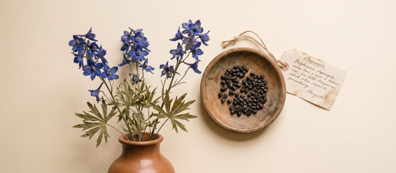 Stavesacre with deep blue flowers and seed pods on cream paper